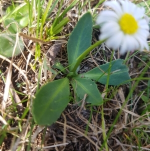 Brachyscome decipiens at Tinderry, NSW - 18 Sep 2023 10:26 AM