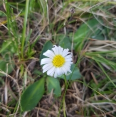 Brachyscome decipiens at Tinderry, NSW - 18 Sep 2023 10:26 AM