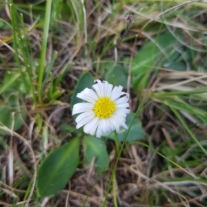 Brachyscome decipiens at Tinderry, NSW - 18 Sep 2023 10:26 AM