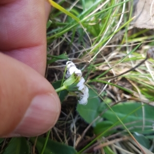 Brachyscome decipiens at Tinderry, NSW - 18 Sep 2023 10:26 AM