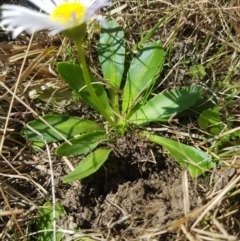 Brachyscome decipiens (Field Daisy) at Tinderry, NSW - 18 Sep 2023 by danswell