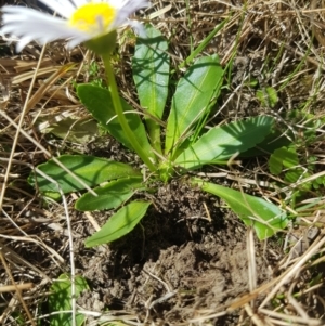 Brachyscome decipiens at Tinderry, NSW - 18 Sep 2023