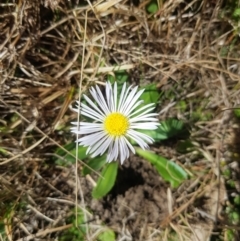 Brachyscome decipiens at Tinderry, NSW - 18 Sep 2023