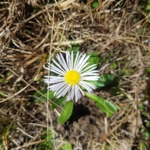 Brachyscome decipiens at Tinderry, NSW - 18 Sep 2023