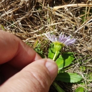 Brachyscome decipiens at Tinderry, NSW - 18 Sep 2023