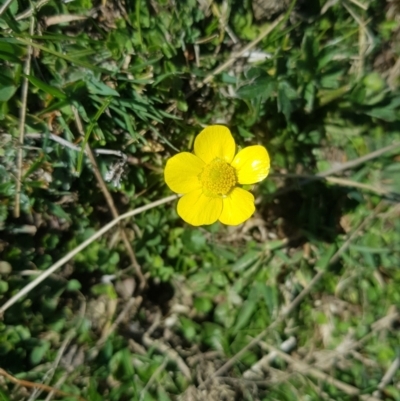Ranunculus lappaceus (Australian Buttercup) at Burnt School Nature Reserve - 18 Sep 2023 by danswell