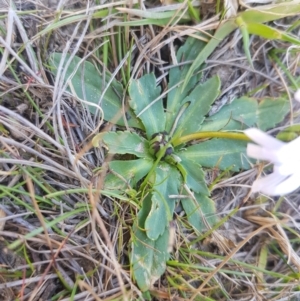 Brachyscome decipiens at Tinderry, NSW - 18 Sep 2023