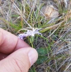 Brachyscome decipiens at Tinderry, NSW - 18 Sep 2023