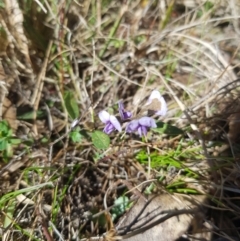 Hovea heterophylla (Common Hovea) at Tinderry, NSW - 18 Sep 2023 by danswell