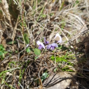 Hovea heterophylla at Tinderry, NSW - 18 Sep 2023