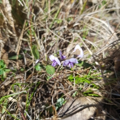 Hovea heterophylla (Common Hovea) at Tinderry, NSW - 18 Sep 2023 by danswell