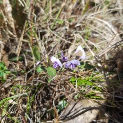 Hovea heterophylla (Common Hovea) at Burnt School Nature Reserve - 18 Sep 2023 by danswell