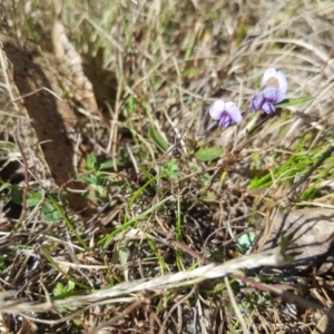 Hovea heterophylla at Tinderry, NSW - 18 Sep 2023 10:01 AM