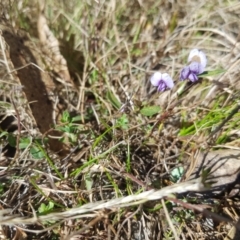 Hovea heterophylla at Tinderry, NSW - 18 Sep 2023