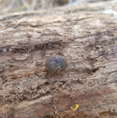 Austrochloritis (Genus) (Undescribed Austrochloritis species) at Burnt School Nature Reserve - 17 Sep 2023 by danswell