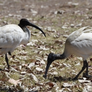 Threskiornis molucca at Wellington Point, QLD - 18 Sep 2023