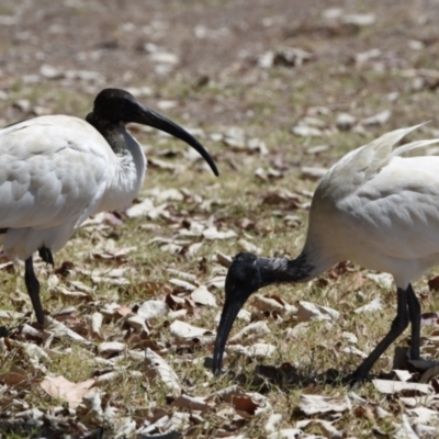 Threskiornis molucca (Australian White Ibis) at Wellington Point, QLD - 18 Sep 2023 by PJH123