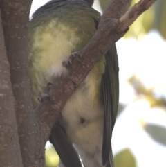 Sphecotheres vieilloti (Australasian Figbird) at Wellington Point, QLD - 18 Sep 2023 by PJH123