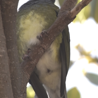 Sphecotheres vieilloti (Australasian Figbird) at Wellington Point, QLD - 18 Sep 2023 by PJH123