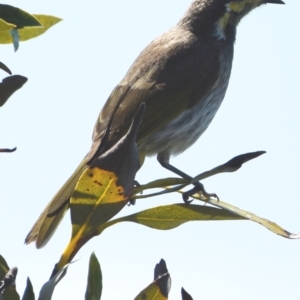 Lichenostomus fasciogularis at Wellington Point, QLD - 18 Sep 2023