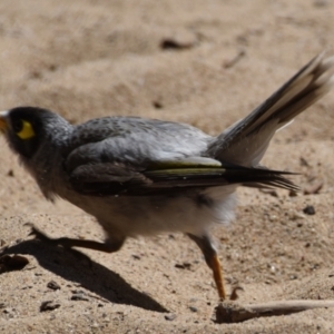 Manorina melanocephala at Wellington Point, QLD - 18 Sep 2023 12:03 PM