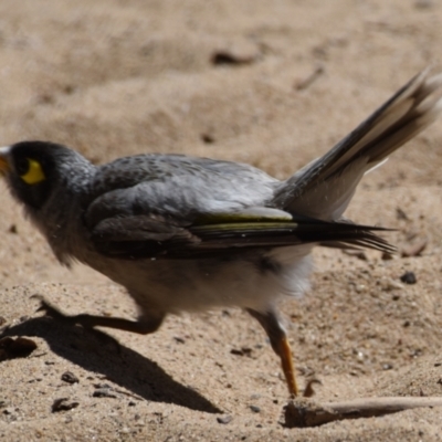 Manorina melanocephala (Noisy Miner) at Wellington Point, QLD - 18 Sep 2023 by PJH123