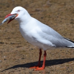 Chroicocephalus novaehollandiae (Silver Gull) at Wellington Point, QLD - 18 Sep 2023 by PJH123