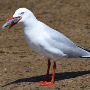 Chroicocephalus novaehollandiae at Wellington Point, QLD - 18 Sep 2023