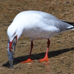 Chroicocephalus novaehollandiae at Wellington Point, QLD - 18 Sep 2023