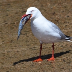 Chroicocephalus novaehollandiae at Wellington Point, QLD - 18 Sep 2023