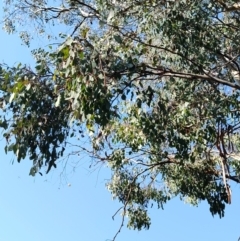 Eucalyptus polyanthemos (Red Box) at QPRC LGA - 18 Sep 2023 by LyndalT