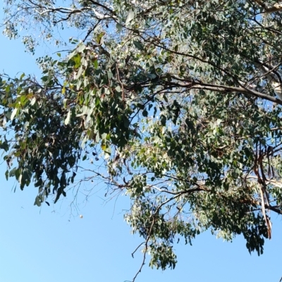 Eucalyptus polyanthemos (Red Box) at QPRC LGA - 18 Sep 2023 by LyndalT