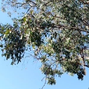 Eucalyptus polyanthemos at Greenleigh, NSW - 18 Sep 2023