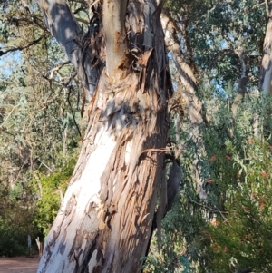 Eucalyptus polyanthemos at Greenleigh, NSW - 18 Sep 2023