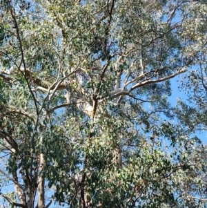 Eucalyptus polyanthemos at Greenleigh, NSW - 18 Sep 2023