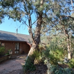 Eucalyptus polyanthemos at Greenleigh, NSW - 18 Sep 2023