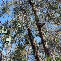 Eucalyptus macrorhyncha (Red Stringybark) at QPRC LGA - 18 Sep 2023 by LyndalT