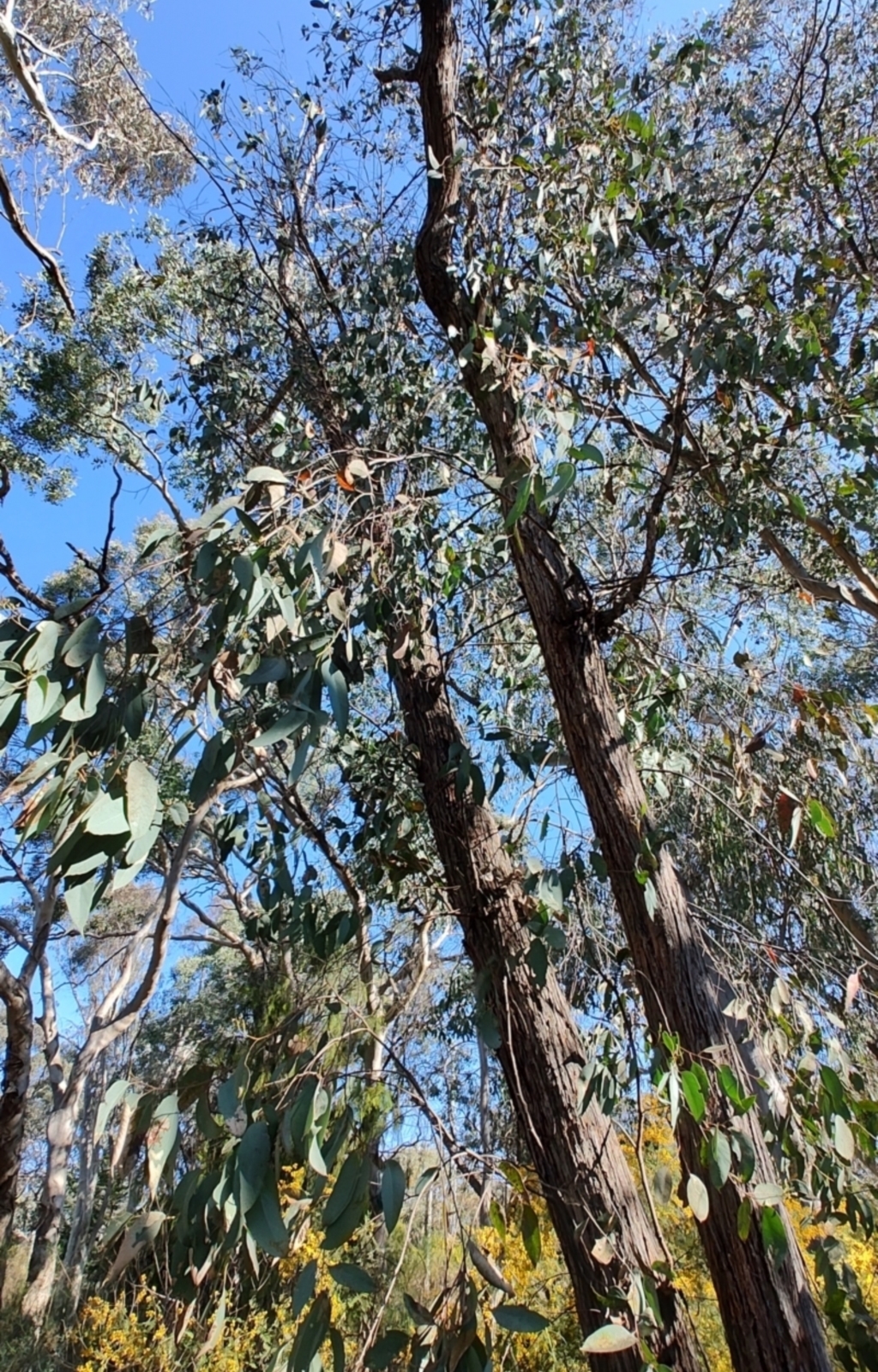 Eucalyptus macrorhyncha at Greenleigh, NSW - 18 Sep 2023