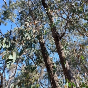 Eucalyptus macrorhyncha at Greenleigh, NSW - 18 Sep 2023