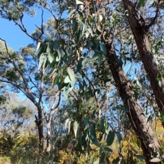 Eucalyptus macrorhyncha at Greenleigh, NSW - 18 Sep 2023