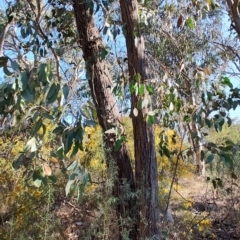 Eucalyptus macrorhyncha at Greenleigh, NSW - 18 Sep 2023 02:59 PM