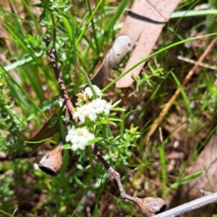 Asperula conferta (Common Woodruff) at Mount Majura - 18 Sep 2023 by abread111