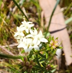 Asperula conferta at Watson, ACT - 18 Sep 2023