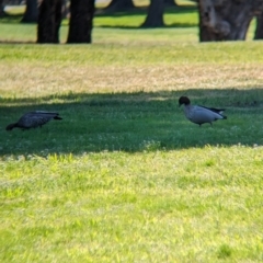 Chenonetta jubata (Australian Wood Duck) at Lyneham, ACT - 16 Sep 2023 by Darcy