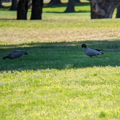 Chenonetta jubata (Australian Wood Duck) at Lyneham, ACT - 16 Sep 2023 by Darcy