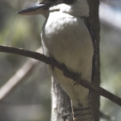 Dacelo novaeguineae (Laughing Kookaburra) at Sheldon, QLD - 18 Sep 2023 by PJH123