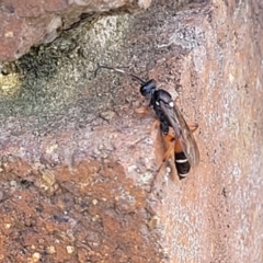 Ichneumon promissorius (Banded caterpillar parasite wasp) at Lyneham, ACT - 18 Sep 2023 by trevorpreston