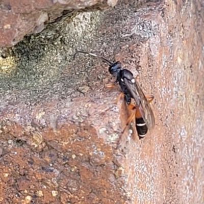 Ichneumon promissorius (Banded caterpillar parasite wasp) at Sullivans Creek, Lyneham South - 18 Sep 2023 by trevorpreston