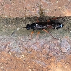 Ichneumon promissorius at Lyneham, ACT - 18 Sep 2023