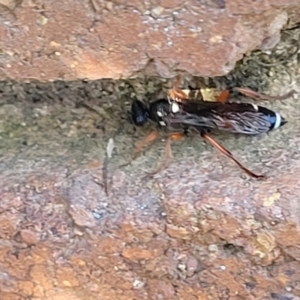 Ichneumon promissorius at Lyneham, ACT - 18 Sep 2023